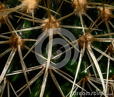 Cactus grows in a pot Stock Photo