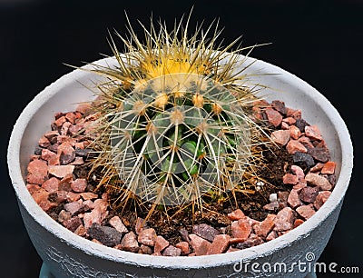 cactus grows in a pot Stock Photo