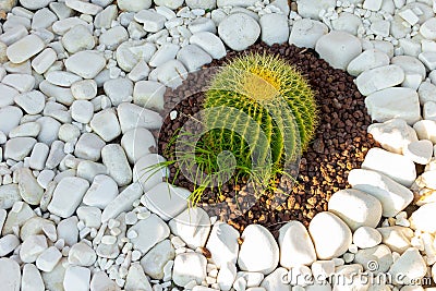 Cactus grows on white pebbles. Stock Photo