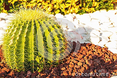 Cactus grows on white pebbles. Stock Photo