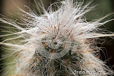 Cactus growth of long thorns and whiskers Stock Photo