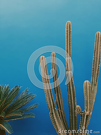 Cactus and a half palm Stock Photo