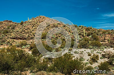 Cactus Hill Stock Photo