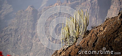 Cactus on a hill with bokeh on the background to isolate the cactus and showcase the high altitude and scale Stock Photo