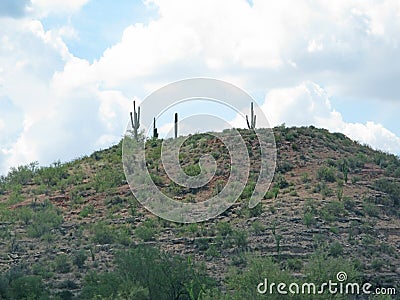 Cactus hill Stock Photo