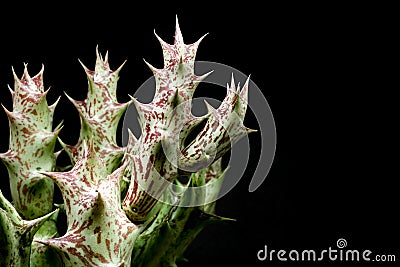 Cactus Huernia on black Stock Photo