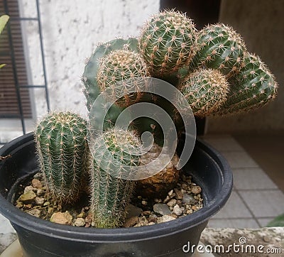 Cactus i Stock Photo