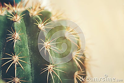 Cactus with interesting textures and beautiful Stock Photo