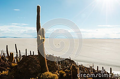 Cactus island in the Bolivian salt flat of Uyuni Stock Photo