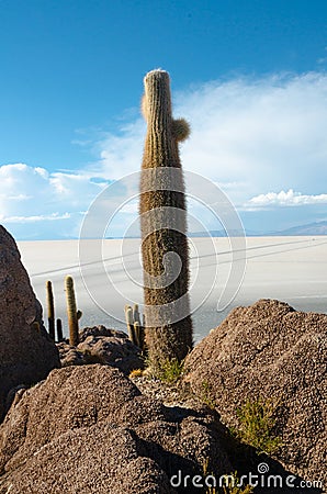 Cactus island in the Bolivian salt flat of Uyuni Stock Photo