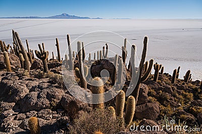 Cactus Island Stock Photo