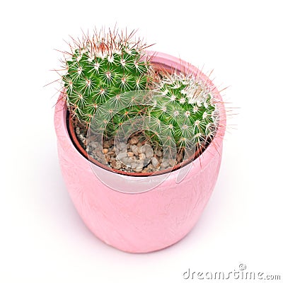 Cactus isolated with clipping path. Closeup Cacti front view in pink ceramic pot white background. Collection. Stock Photo