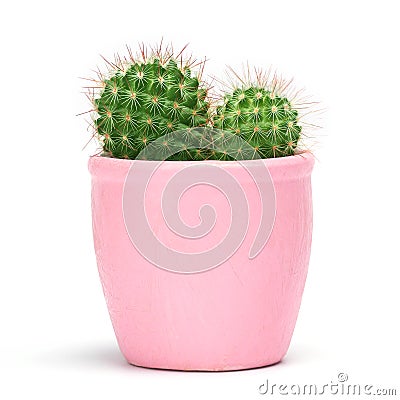 Cactus isolated with clipping path. Closeup Cacti front view in pink ceramic pot white background. Collection. Stock Photo