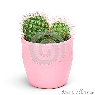 Cactus isolated with clipping path. Closeup Cacti front view in pink ceramic pot white background. Collection. Stock Photo