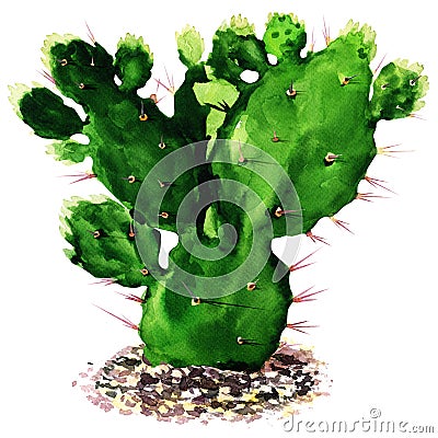 Cactus isolated, watercolor painting Stock Photo