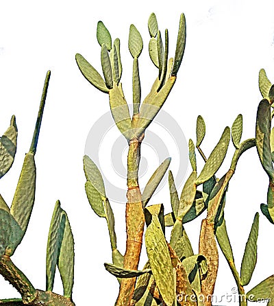 Cactusn white background Stock Photo