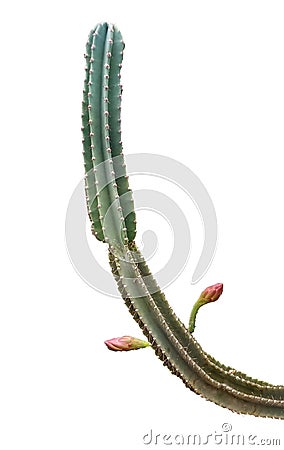 Cactus isolated on white background Stock Photo