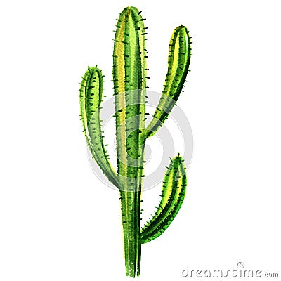 Cactus isolated on a white background Stock Photo