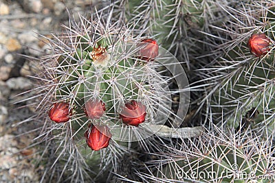 Cactus kingcup 8850 Stock Photo