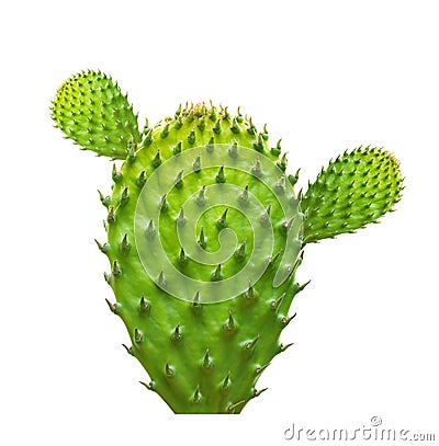 Cactus leaf isolated Stock Photo