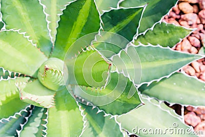 Cactus leaf pattern background Stock Photo