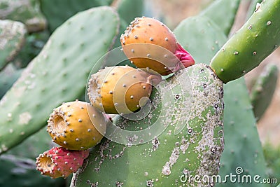 Cactus leave with four fruits Stock Photo