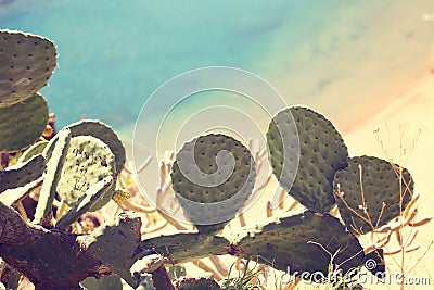 Cactus leaves Stock Photo