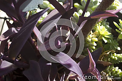 Cactus leaves. Stock Photo