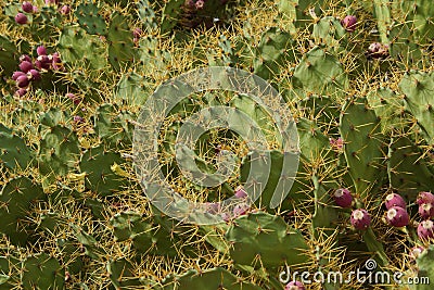 Cactus leaves Stock Photo