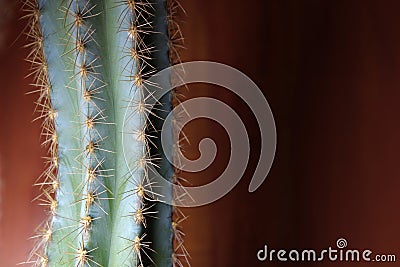 Cactus on left side of image , in front of rusty orange wall. Stock Photo