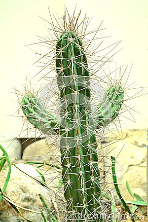 Cactus Stock Photo