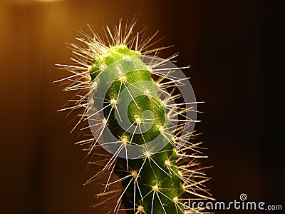 Cactus macro Stock Photo