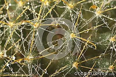 Cactus macro water drops Stock Photo