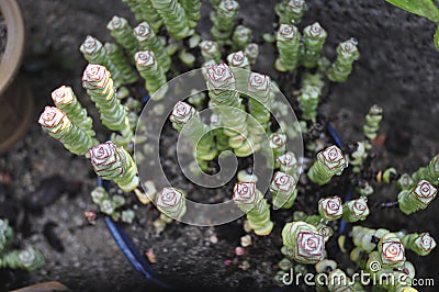 Cactus Made Mini Garden Stock Photos - Image: 22819753