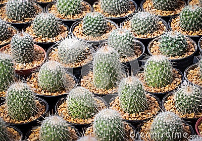 Cactus Mammillaria beneckei. Are cultivating in the nursery Stock Photo