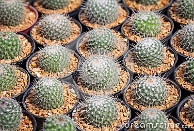 Cactus Mammillaria beneckei. Are cultivating in the nursery Stock Photo