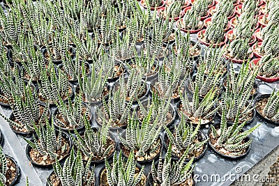 Cactus many variants in the pot for planting arranged in rows select and soft focus. Stock Photo