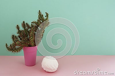 Cactus and marshmallow. Closeup Cacti front view in pink pot on mint and pink background Stock Photo