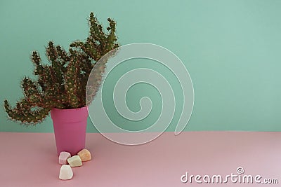 Cactus and marshmallow. Closeup Cacti front view in pink pot on mint and pink background Stock Photo