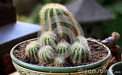 Cactus Plant Stock Photo