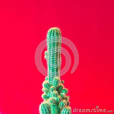 Cactus. Minimal creative stillife on red background Stock Photo