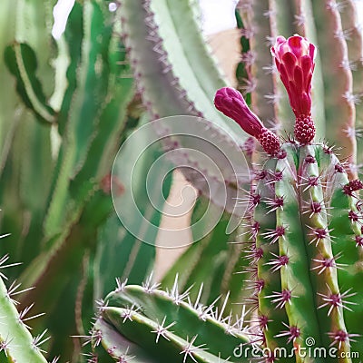 Cactus Minimal floral botanical aesthetic. Trendy nature green concept.Travel Canary Island Stock Photo