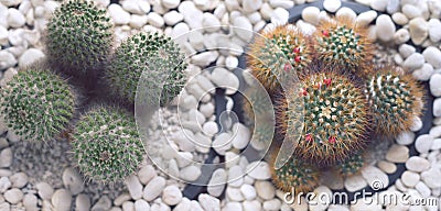 Cactus- nature background Stock Photo