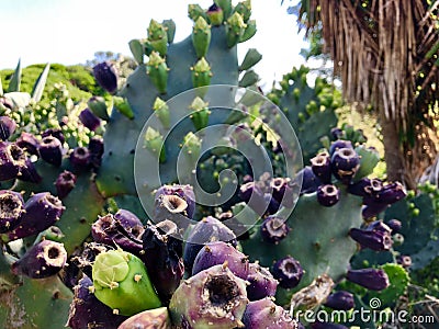 Cactus in nature Stock Photo