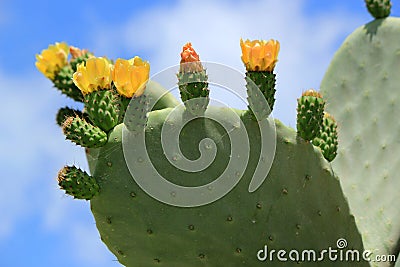 Cactus nopal flowers Stock Photo