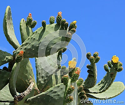 Cactus nopal flowers Stock Photo