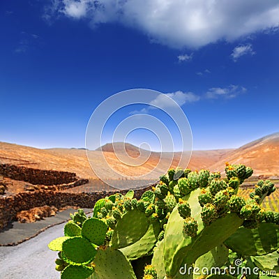 Cactus Nopal in Lanzarote Orzola with mountains Stock Photo