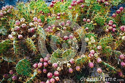 Cactus Opuntia with flowers Stock Photo