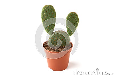 Cactus opuntia in pot isolated on white background. Stock Photo