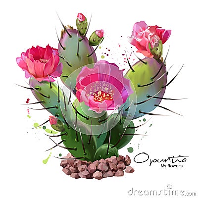 The Cactus Opuntia watercolor painting Stock Photo